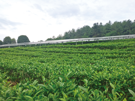 补实验项目调研：茶、光伏和最优解AG真人